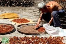 桃膠有農(nóng)藥嗎？怎么去除桃膠的農(nóng)藥？