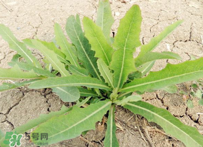 苦菜什么人不能吃？什么體質不宜吃苦菜？