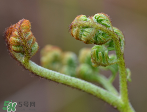吃蕨菜會過敏嗎？皮膚過敏能吃蕨菜嗎？