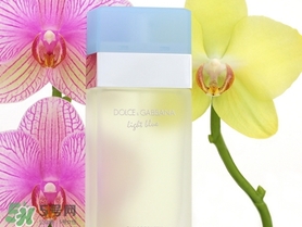 dolce gabanna香水哪款好聞？DG杜嘉班納香水推薦