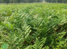 蕨菜可以種植嗎？蕨菜怎么種植？