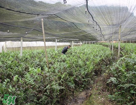 蕨菜可以種植嗎？蕨菜怎么種植？