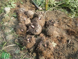 魔芋什么時候種植？魔芋怎么種植技術(shù)？