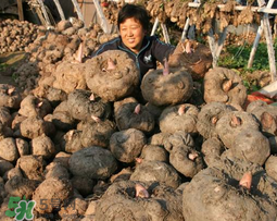 魔芋什么時候種植？魔芋怎么種植技術(shù)？