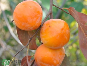 柿子什么季節(jié)成熟？柿子什么時(shí)候吃最好？