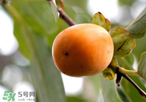 柿子為什么會澀？柿子怎么吃不澀？
