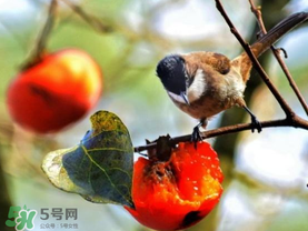 柿子為什么會黑？柿子為什么凍完發(fā)黑？