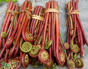 蕨菜是發(fā)物嗎？蕨菜是不是發(fā)物嗎？
