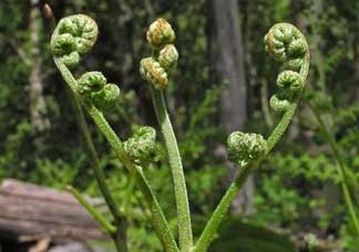 野生蕨菜多少錢一斤？蕨菜多少錢一斤？