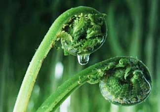 吃蕨菜會過敏嗎？皮膚過敏能吃蕨菜嗎？