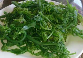 蕨菜是發(fā)物嗎？蕨菜是不是發(fā)物嗎？