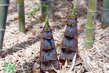 春筍上市如何買到鮮美竹筍？新鮮春筍怎么挑？