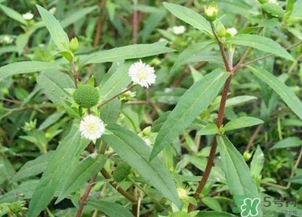 蒲公英的根和葉哪個好？蒲公英葉和根的功效
