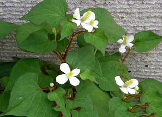 蕺菜怎么念？蕺菜怎么讀