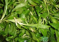 竹節(jié)草的營養(yǎng)價(jià)值_竹節(jié)草的功效與作用及食用方法
