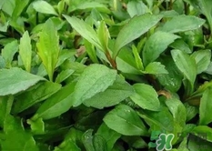 竹節(jié)草的營養(yǎng)價(jià)值_竹節(jié)草的功效與作用及食用方法