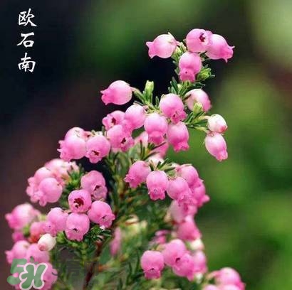 石楠花可以吃嗎？石楠花花語