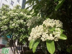石楠花可以吃嗎？石楠花花語