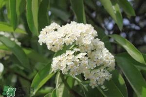 石楠花可以吃嗎？石楠花花語