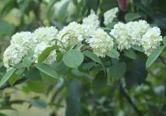 為什么學(xué)校要種石楠花？石楠花的味道為什么這么銷魂？
