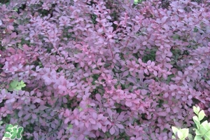 石楠花可以吃嗎？石楠花花語