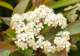 石楠花可以吃嗎？石楠花花語