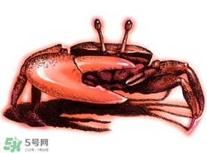 五月份可以吃螃蟹嗎？5月份可以吃螃蟹嗎？