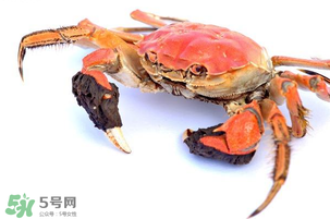 五月份可以吃螃蟹嗎？5月份可以吃螃蟹嗎？