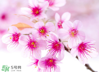 五月份還有櫻花嗎？日本5月份還有櫻花嗎？
