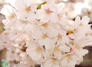 五月份還有櫻花嗎？日本5月份還有櫻花嗎？