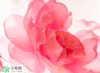 五月份還有櫻花嗎？日本5月份還有櫻花嗎？