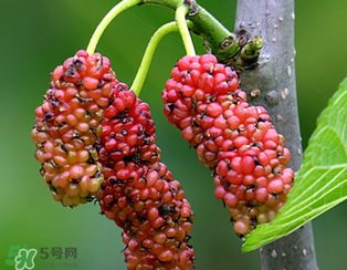 桑葚什么時候結果？桑葚幾年結果？