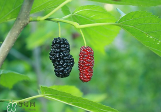 桑葚什么時候結果？桑葚幾年結果？