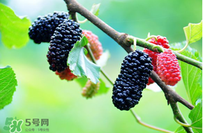 哪些人不能吃桑葚？桑葚什么人不能吃？