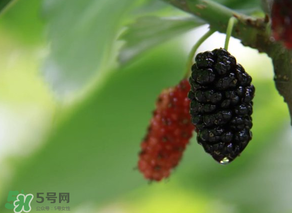 哪些人不能吃桑葚？桑葚什么人不能吃？