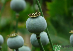 罌粟苗能當(dāng)菜吃嗎？罌粟苗可以當(dāng)菜吃嗎？