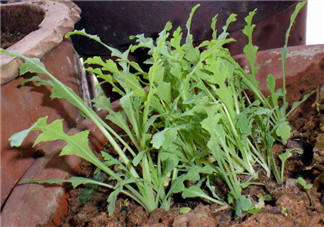 罌粟苗能當(dāng)菜吃嗎？罌粟苗可以當(dāng)菜吃嗎？