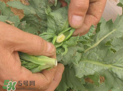 大煙苗能吃嗎？大煙苗能生吃嗎？