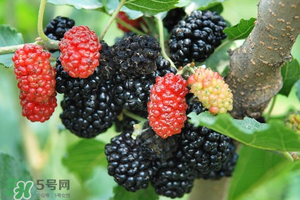 桑葚酸嗎？桑葚為什么酸？