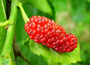 桑葚變紅了可以吃嗎？桑葚發(fā)紅可以吃嗎？