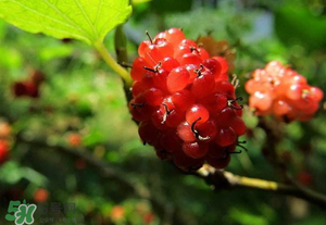 桑葚變紅了可以吃嗎？桑葚發(fā)紅可以吃嗎？