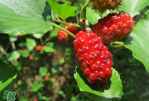 桑葚變紅了可以吃嗎？桑葚發(fā)紅可以吃嗎？