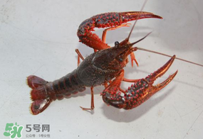 四月份能釣龍蝦嗎？4月份能釣龍蝦嗎？
