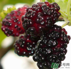 桑葚不甜怎么辦？桑葚不甜怎么變甜？