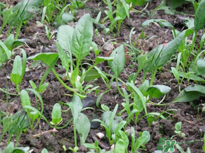4月份可以種菠菜嗎？菠菜幾月份種？