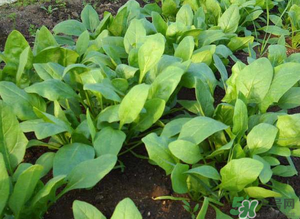 4月份可以種菠菜嗎？菠菜幾月份種？