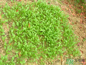 4月份可以種菠菜嗎？菠菜幾月份種？