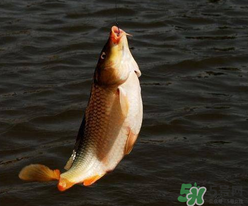 四月份可以釣鯉魚嗎？四月份怎么釣鯉魚？