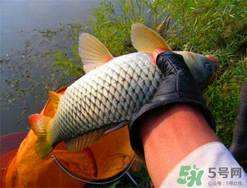 四月份可以釣鯉魚嗎？四月份怎么釣鯉魚？