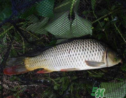四月份可以釣鯉魚嗎？四月份怎么釣鯉魚？